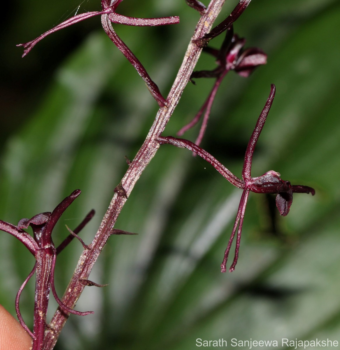 Liparis atropurpurea Lindl.